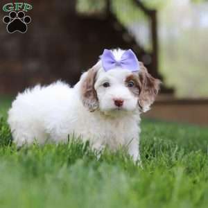 Jewel, Cockapoo Puppy